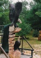 Eagles on Rock